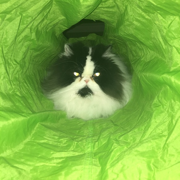 Meet your Posher, Wendy - Picture 2 of 8